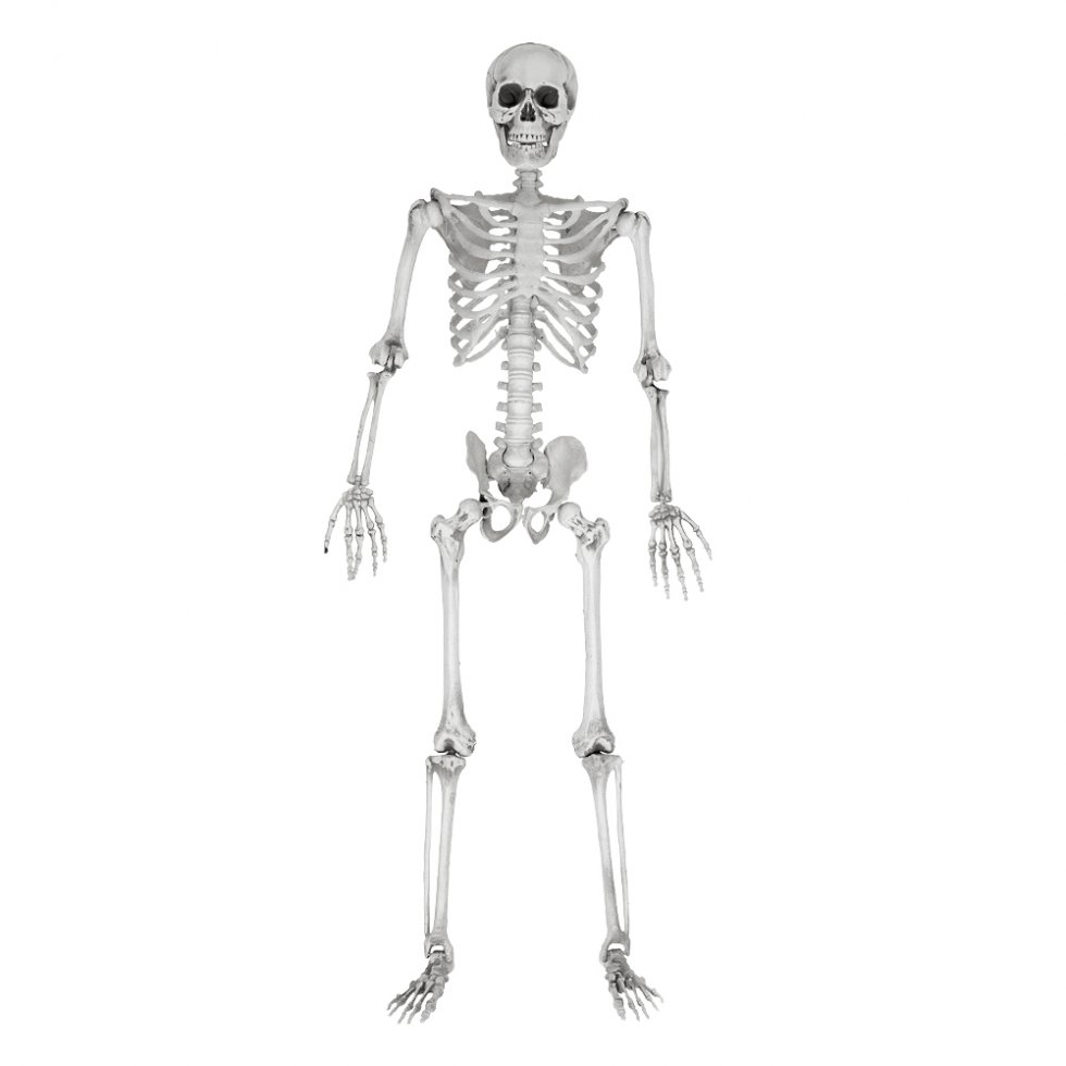Человек с четырьмя руками скелет